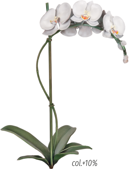 Orchidée h = 20, 20 x 13 cm