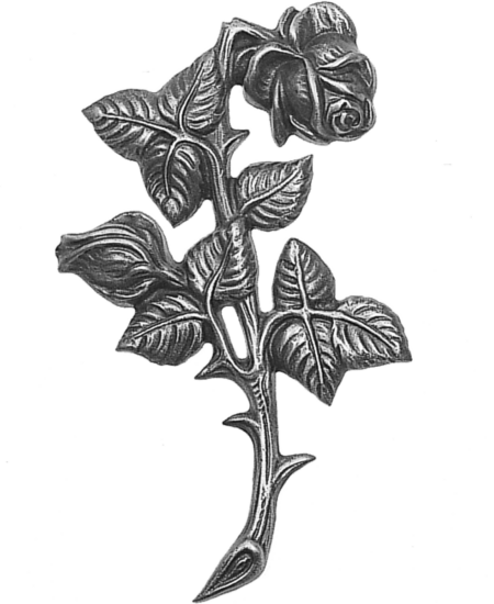 Rose – Bild 2