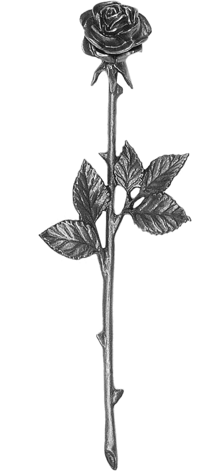 Rose – Bild 2