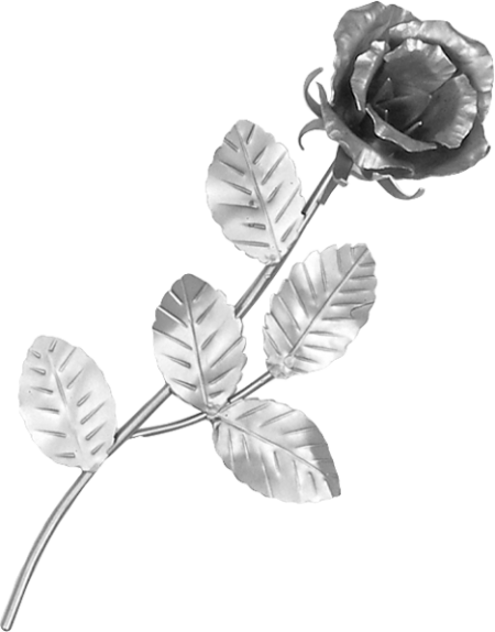 Rose – Bild 2