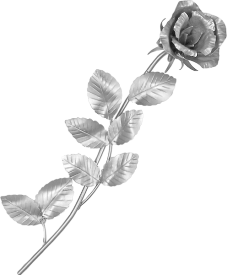 Rose – Bild 3