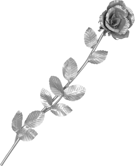 Rose – Bild 4