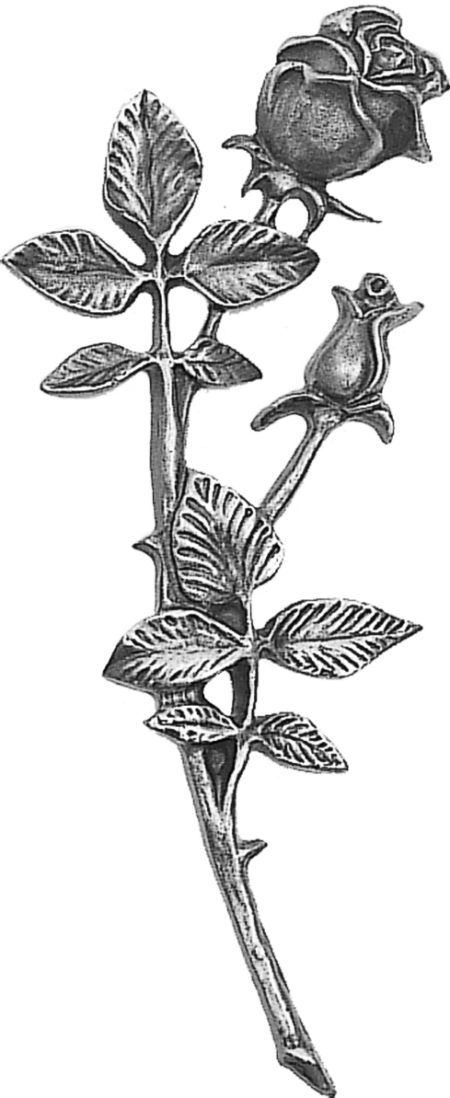 Rose – Bild 2