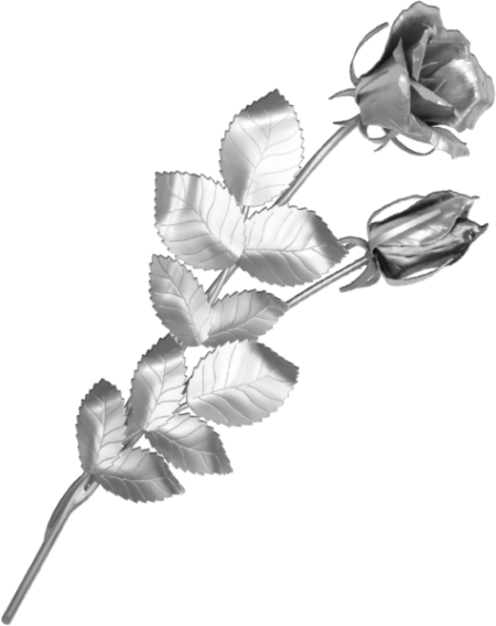 Rose – Bild 2