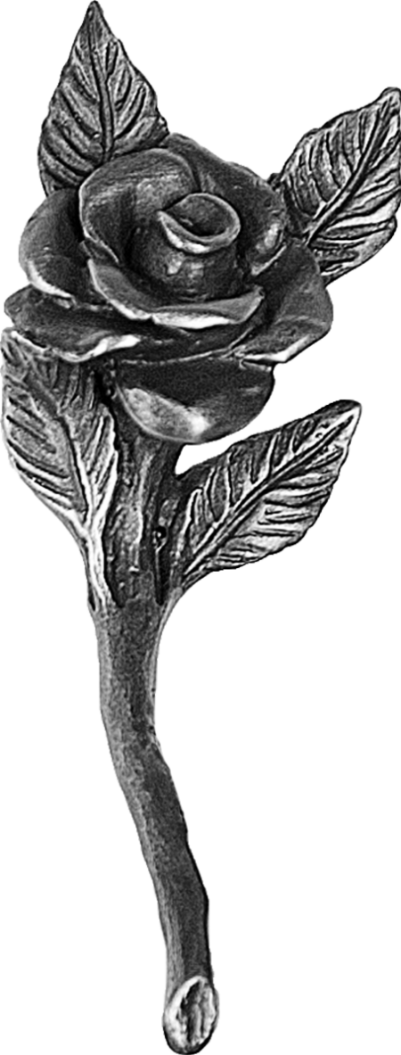 Rose – Bild 3