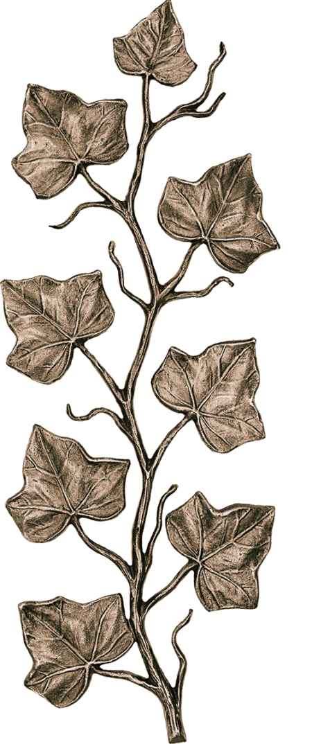 Branch of ivy 27 x 12 cm