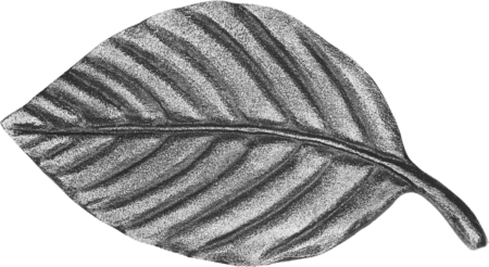 Beech leaf 12,5 x 6,5 cm links/rechts mit Name und Jahreszahlen Schriftart: - Image 10